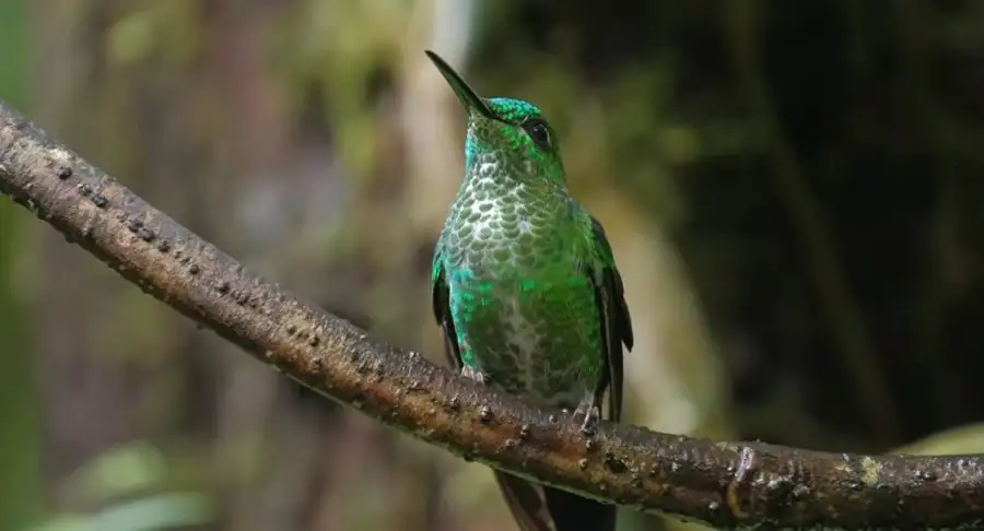 Green hummingbird on a branch