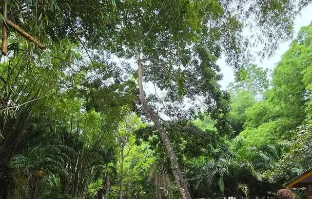 Rainforest canopy and bamboo