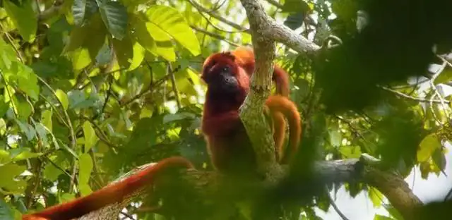 Red howler monkey in the trees
