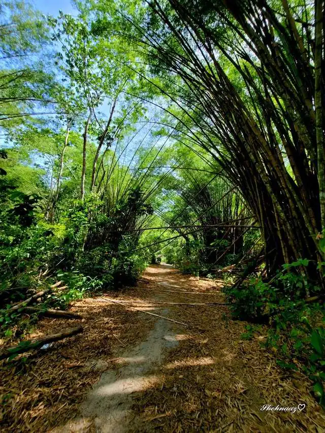 trail_bamboo