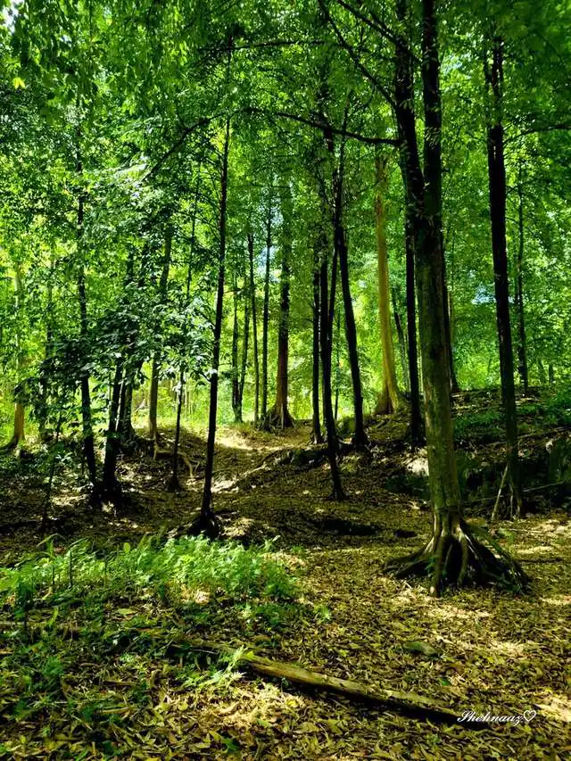 trail_light