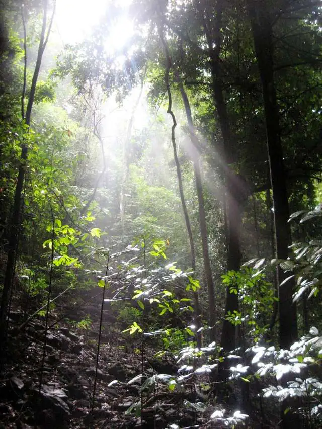 trail_rays