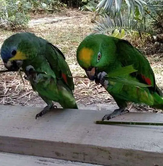 Two green parrots on a wooden rail