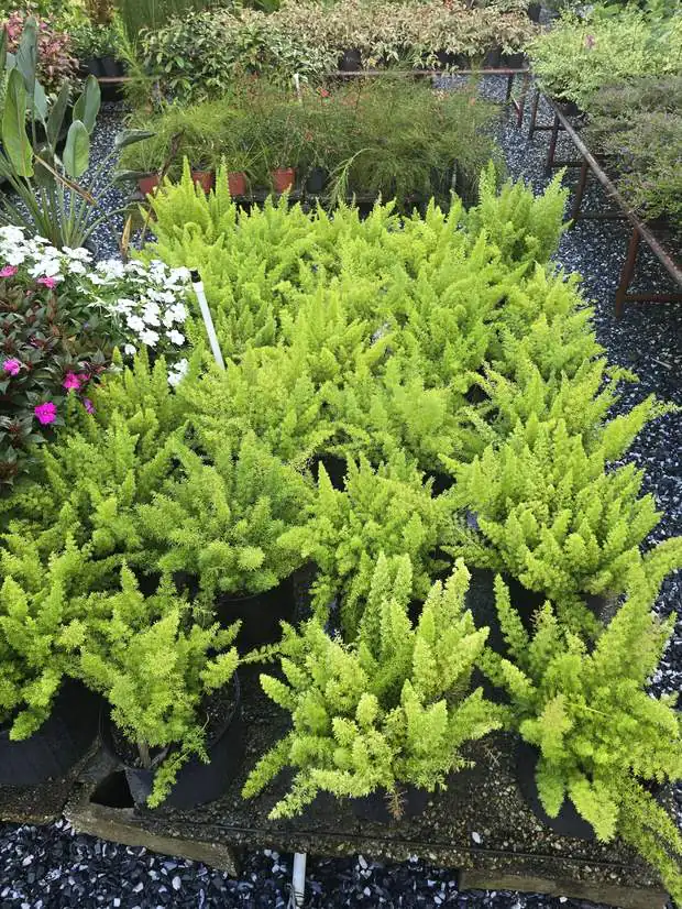 uc_cat_fern