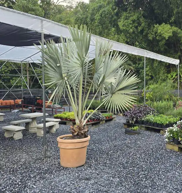 uc_cat_palm