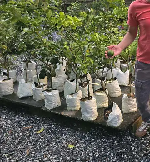 uc_p_citrus