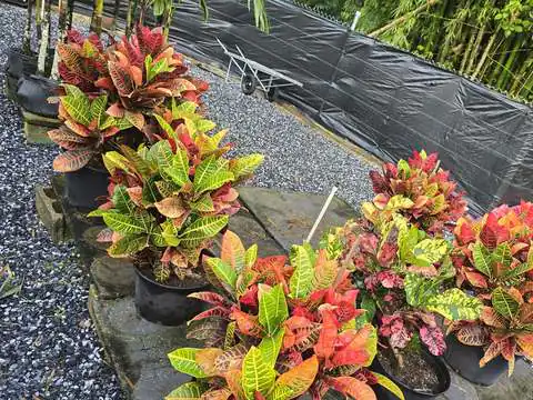 uc_p_croton