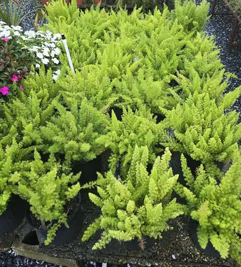 uc_p_fern