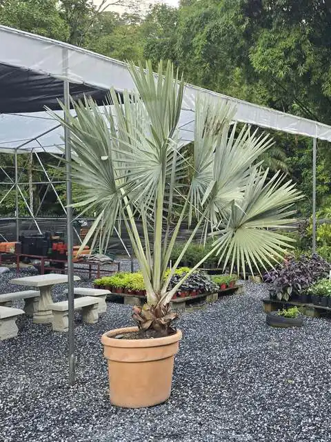 uc_p_palm