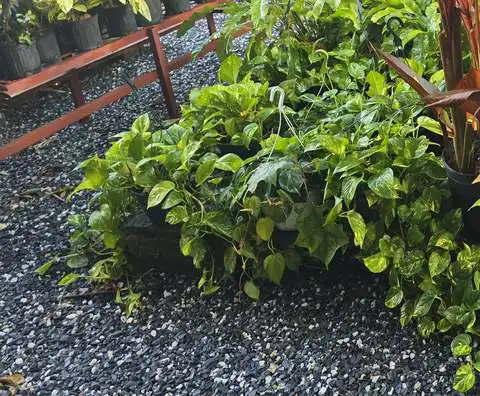 uc_p_pothos